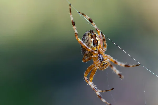 Zbliżenie Makro Zdjęcia Europejskiego Krzyżowego Pająka Ogrodowego Araneusa Diadematusa Siedzącego — Zdjęcie stockowe