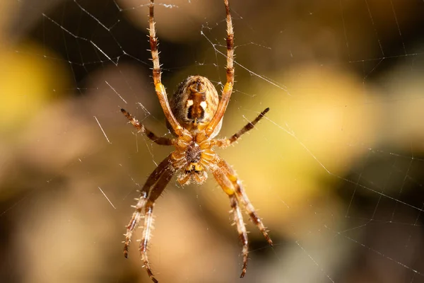Close Macro Shot European Cruciform Garden Spider Araneus Diadematus Sitting — Foto Stock