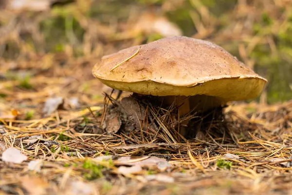 White Mushroom Growing Autumn Forest Boletus Picking Mushrooms — стоковое фото