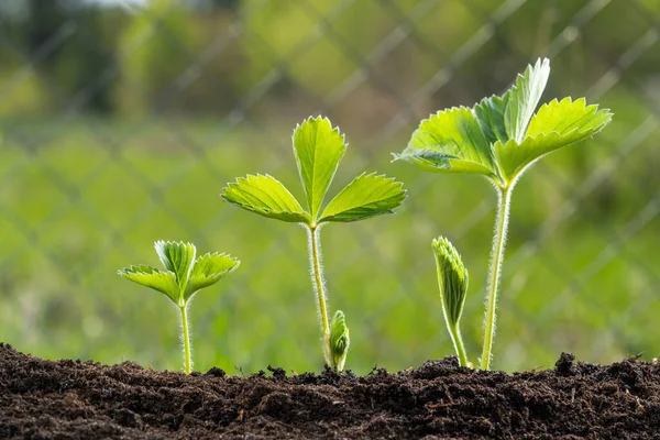 Planting Raspberry Concept Healthy Food Grown Your Own Home Garden — Fotografia de Stock