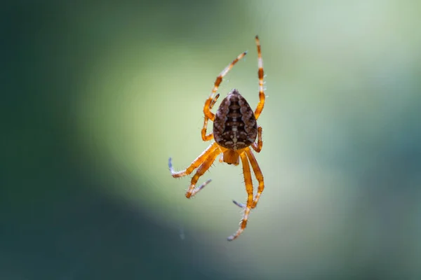 Close Macro Shot European Cruciform Garden Spider Araneus Diadematus Sitting — Stockfoto