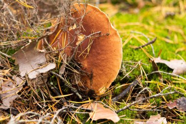 Sonbahar ormanında büyüyen beyaz mantar. Boletus. Mantar topluyorum..
