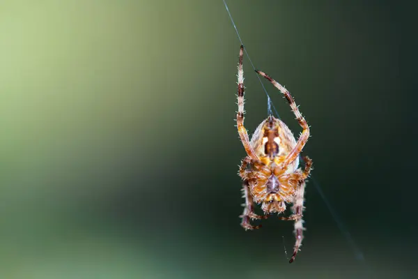 Makroaufnahme Einer Europäischen Kreuzspinne Araneus Diadematus Die Einem Spinnnetz Sitzt — Stockfoto