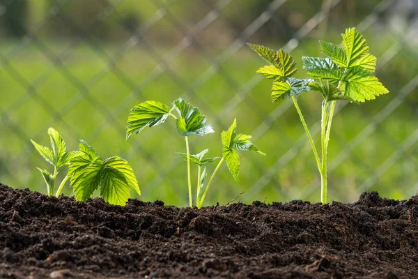 Arbustos Framboesas Jovens Uma Planta Cultivada Sementes Livre Cresce Perto — Fotografia de Stock