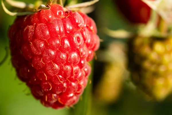 Ripe red raspberry hanging on a shrub. Close-up