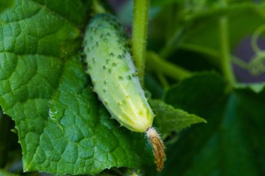 Young plants blooming cucumbers with yellow flowers, close-up on a background of green leaves. Growing and blooming young cucumbers on a branch in a greenhouse. Close-up.