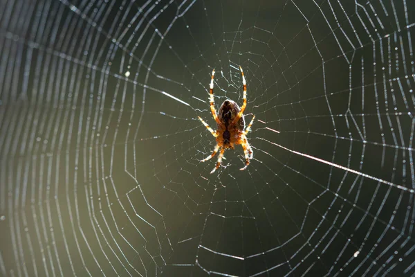 Blurred Silhouette Spider Web Blurred Natural Green Background Selective Focus — Stock Photo, Image