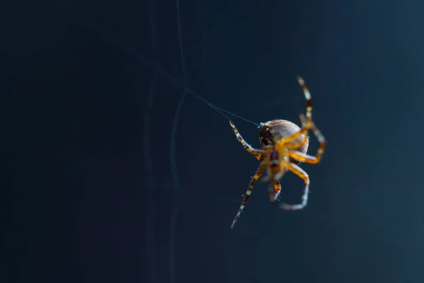 Makroaufnahme Einer Europäischen Kreuzspinne Araneus Diadematus Die Einem Spinnnetz Sitzt — Stockfoto