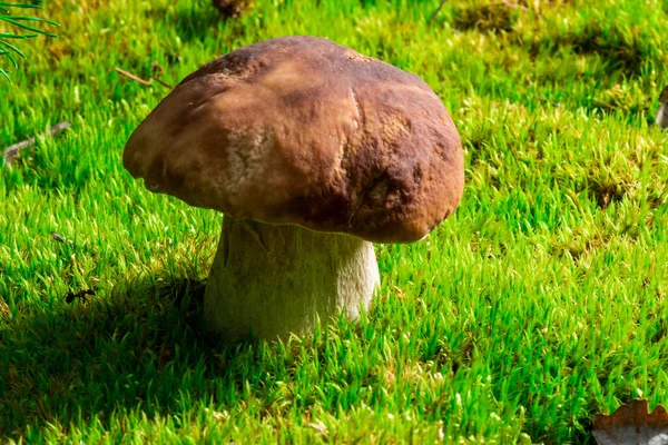 Boletus Edulis Fungo Commestibile Pporcini Sul Muschio Nel Bosco Sani — Foto Stock