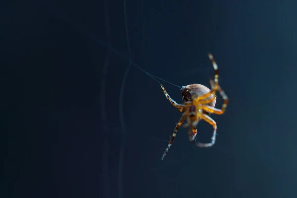 Close Macro Shot European Cruciform Garden Spider Araneus Diadematus Sitting Royalty Free Stock Images