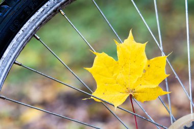 Bicycle in the autumn forest closeup . Yellow autumn leaves. Concept of autumn Cycling and sports.