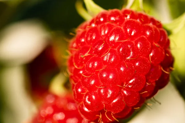 Ripe red raspberry hanging on a shrub. Close-up