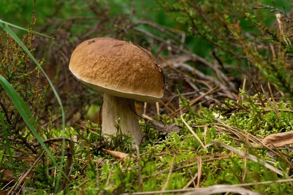 Mushrooms Cut Forest Mushroom Boletus Edilus Popular White Mushrooms Boletus — Stok fotoğraf