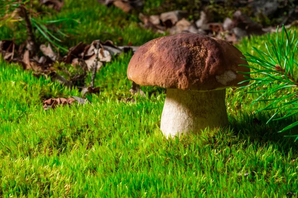 Beautiful Boletus Edulis Mushroom Amazing Green Moss Background Old Magic — Stockfoto