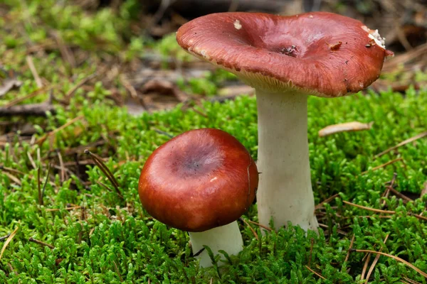 Russula Paludosa Red Forest Mushroom Edible Yet May Easily Mistaken — Stok fotoğraf