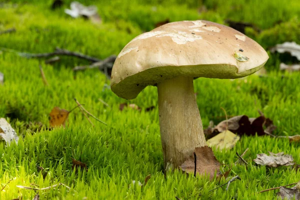 White Mushroom Forest Background Green Vegetation Awesome Boletus Grows Wildlife — стоковое фото