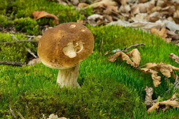 Boletus Edulis English Cep Penny Bun Porcino King Bolete Usually — стоковое фото