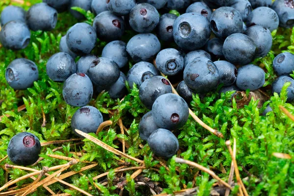 wild bush of blueberry with fruits in sunny forest during summer