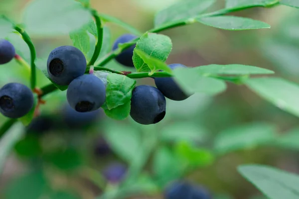 wild bush of blueberry with fruits in sunny forest during summer