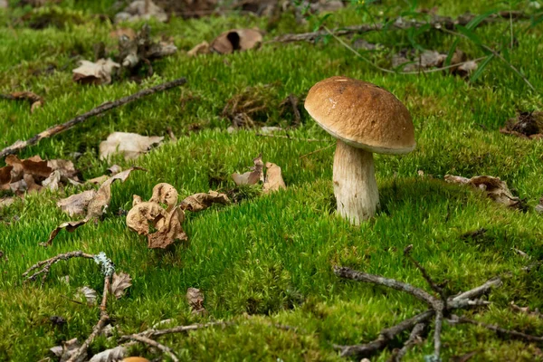 Belos Cogumelos Comestíveis Frescos Cogumelos Porcini Floresta — Fotografia de Stock