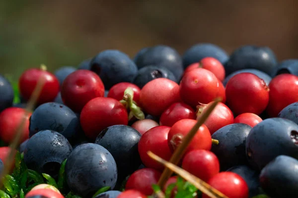 Vadon Termő Bogyósok Zöld Vegetatív Háttérképet — Stock Fotó