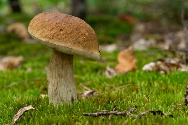 Mushrooms Cut Forest Mushroom Boletus Edilus Popular White Mushrooms Boletus — ストック写真