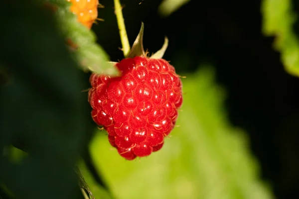 Ripe red raspberry hanging on a shrub. Close-up