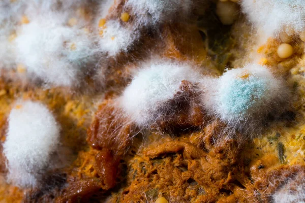 Multicolored mold on a food surface. Close-up of colorful growth mustiness mushrooms on a food. Green mold Penicillium expansum. Selective focus.