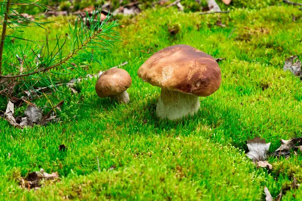 Два Гриба Boletus Edulis Лесу — стоковое фото