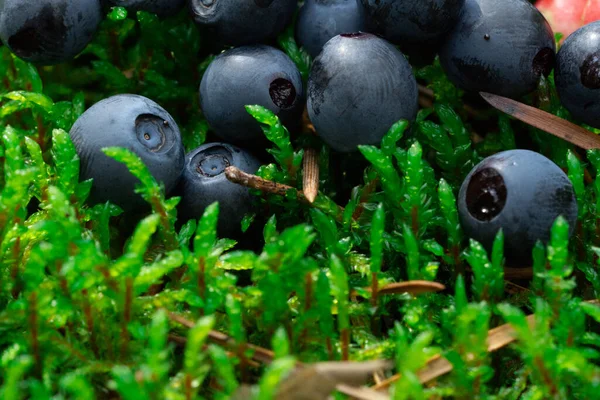 Vadon Termő Bogyósok Zöld Vegetatív Háttérképet — Stock Fotó