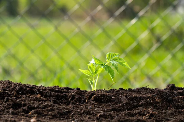 Young Raspberry Seedlings Growing Plant Tray —  Fotos de Stock