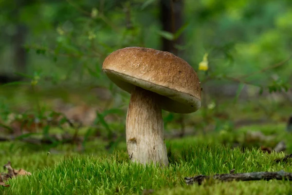 美丽的新鲜食用菌 牛肝菌蘑菇在树林里 — 图库照片