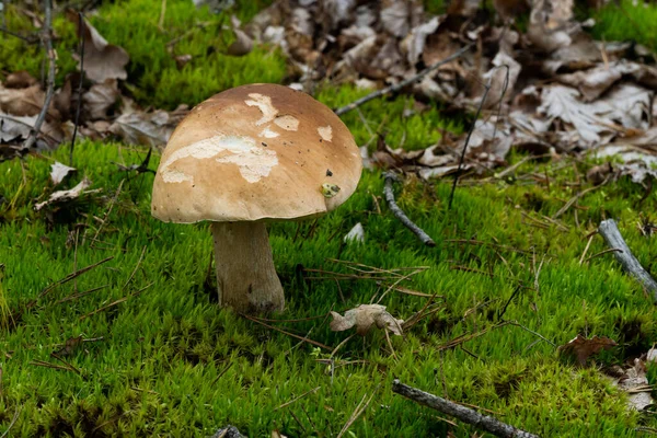 White Mushroom Forest Background Green Vegetation Awesome Boletus Grows Wildlife — 图库照片