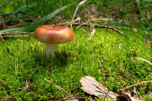 Russula Xerampelina Известный Крабовый Бриттлегалл Гриб Креветки Лесу — стоковое фото