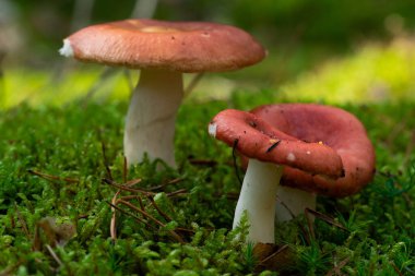 Edible mushroom Russula vinosa in the moss in the wet spruce forest. Mushroom with yellow-red cap and white stem. Autumn time, natural condition.