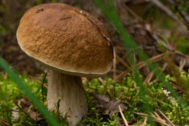 Calluna vulgaris known as Common Heather, ling, or simply heather and big edible mushroom - cep.