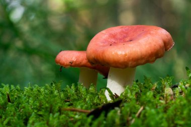 Russula mantar kırmızı bir şapka ile. Güneşli bir gün ormanda