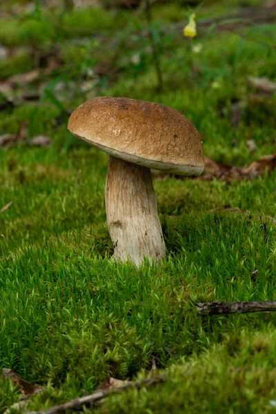 Steinpilze Sind Essbare Pilze Pporcini Auf Moos Wald Gesunde Und — Stockfoto