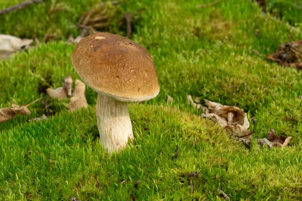 Steinpilze Sind Essbare Pilze Pporcini Auf Moos Wald Gesunde Und — Stockfoto