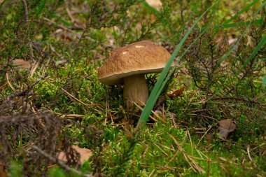 Calluna vulgaris known as Common Heather, ling, or simply heather and big edible mushroom - cep.