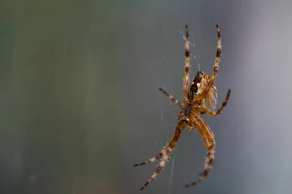 Close Macro Shot European Cruciform Garden Spider Araneus Diadematus Sitting — Foto Stock