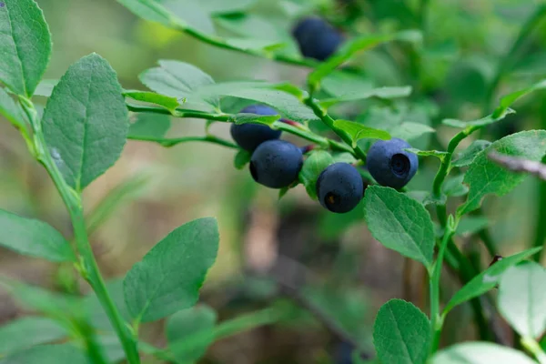 wild bush of blueberry with fruits in sunny forest during summer