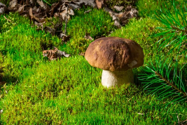 Beautiful Boletus Edulis Mushroom Amazing Green Moss Background Old Magic — 图库照片