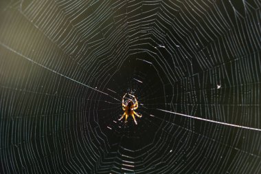 Blurred silhouette of a spider in a web on a blurred natural green background. Selective focus.