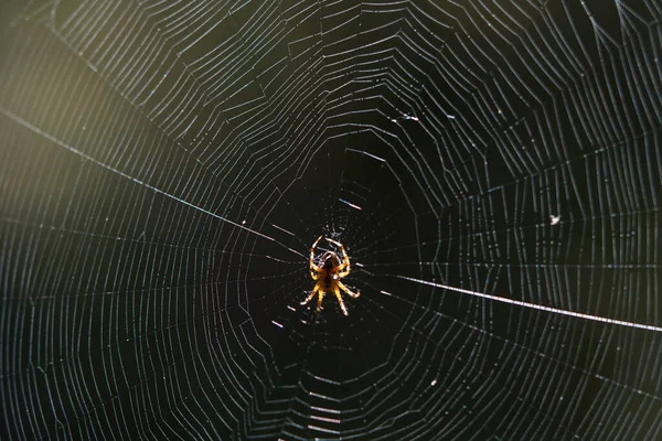 Blurred Silhouette Spider Web Blurred Natural Green Background Selective Focus — Fotografia de Stock