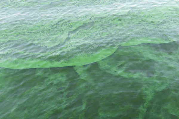 Kvetoucí Zelená Voda Zelená Řeka Znečištěná Řasami — Stock fotografie