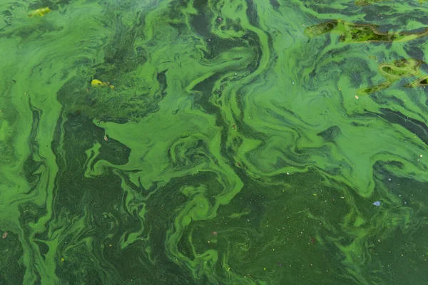 Green Water Pond Bubble Formed Green Algae — Stock fotografie