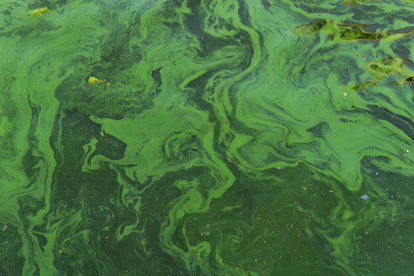 Green water in the pond with bubble formed by green algae