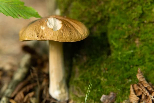 Boletus Edulis English White Fungus Penny Bun Boletus King Boletus — Stok fotoğraf