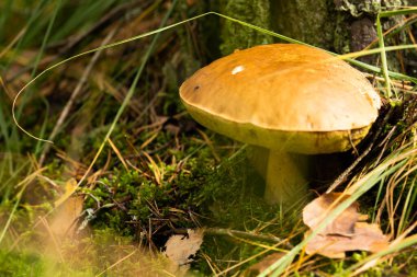 Sonbahar ormanında büyüyen beyaz mantar. Boletus. Mantar topluyorum..